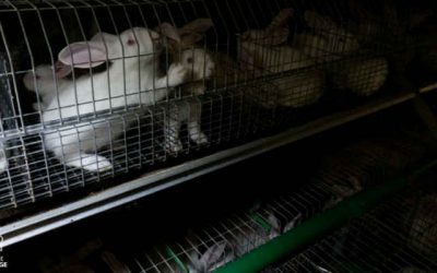 End the Cage Age, la sofferenza dei conigli allevati in gabbia