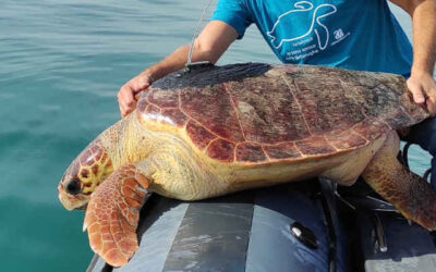 Liberata Irma, una tartaruga di 50 chili