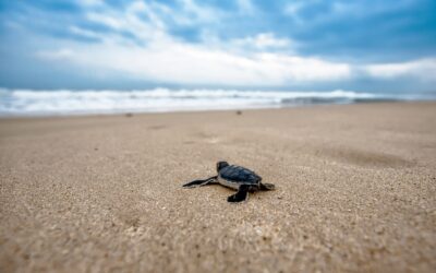 Tartalove: la campagna di Legambiente per la salvaguardia delle tartarughe marine nel Mediterraneo 