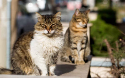 Giornata nazionale del gatto, Legambiente presenta il focus “A-Mici in città”
