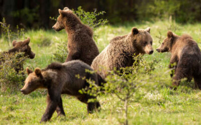 Trentino, approvata la legge che regolamenta l’abbattimento degli orsi 